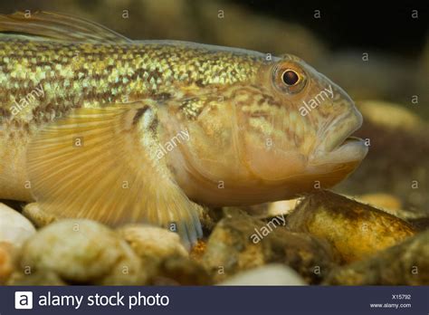 Round Goby High Resolution Stock Photography and Images - Alamy