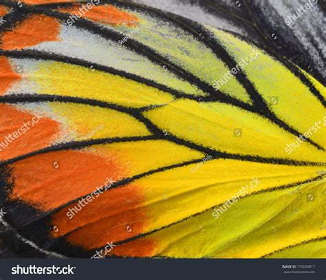 182,180 Butterfly Wing Close Images, Stock Photos & Vectors | Shutterstock