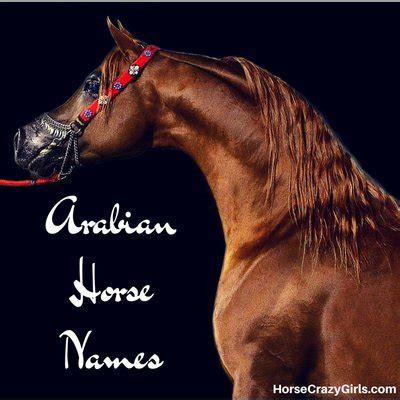 Arabian Horse Names