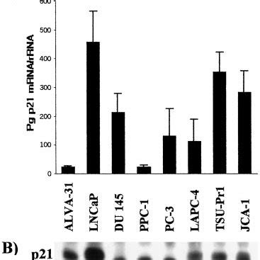 Lack of regulation of p21 protein by 1, 25-(OH) 2 D 3 in the least... | Download Scientific Diagram