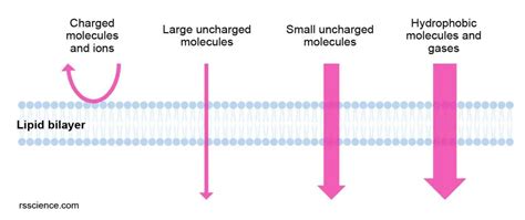 Cell membrane - definition, structure, function, and biology