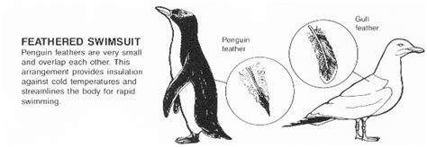 Adaptations - Yellow-eyed Penguin/Hoiho