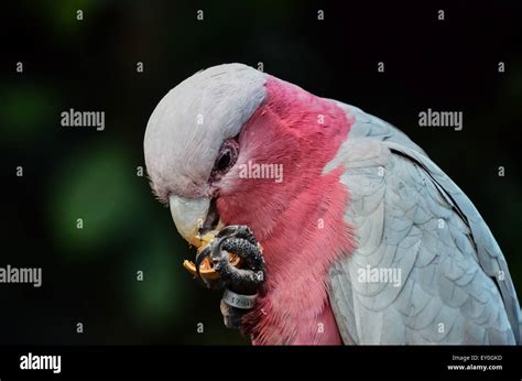 Parrot Tropical Bird Stock Photo - Alamy