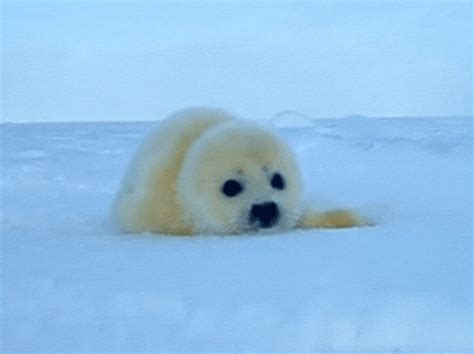 animaatjes-witte-zeehond-524515.gif (500×374) Baby Harp Seal, Baby Seal, Stupid Animals, Cute ...