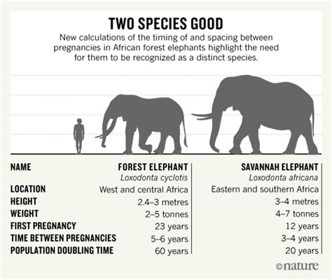 All About the African Forest Elephant - Owlcation