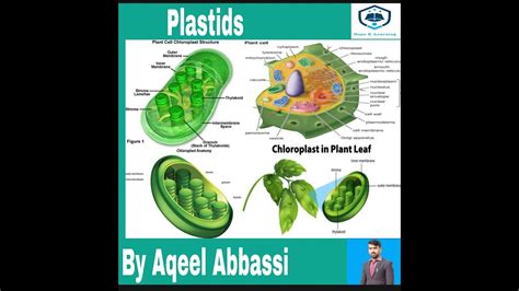 Plastids structure and function | Chloroplast | Leucoplast | Chromoplast - YouTube