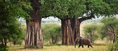 Tourist attractions in Tarangire national park - what ot see at tarangire