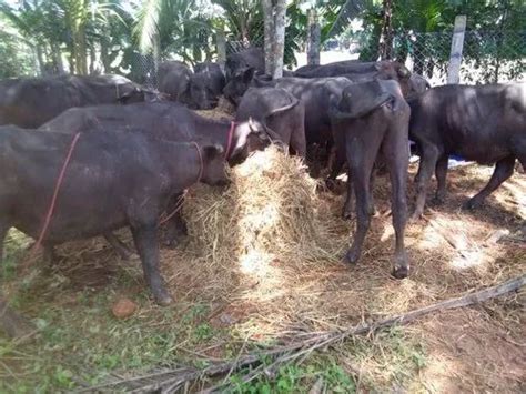 Black Men Male Murrah Buffalo Calf, 120 To 150 Kg at Rs 12000/piece in ...