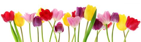 Spring tulip flowers in a row – Versatile Vinegar