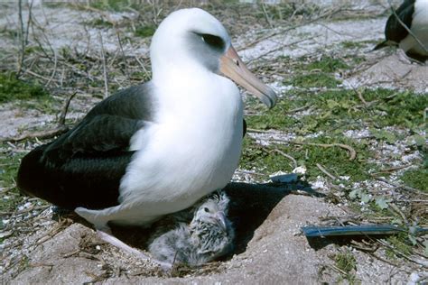 Laysan Albatross: Facts, Characteristics, Habitat and More | Animal Place