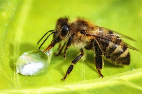 Beekeeping and the Neighbors - PerfectBee