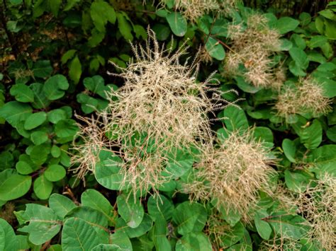 Guide to Planting a Native Smoke Tree - The Plant Native