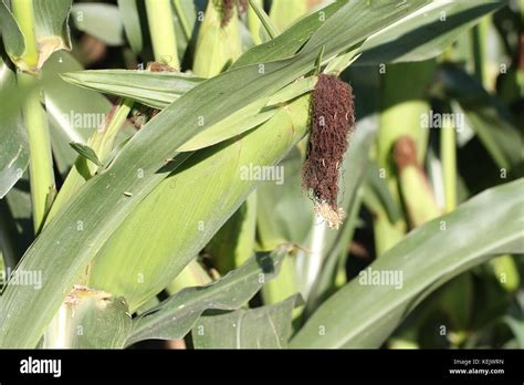 Agriculture / Corn field / corn silage Stock Photo - Alamy