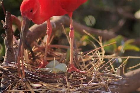 Scarlet Ibis Facts, Description, Habitat, Adaptations, Pictures