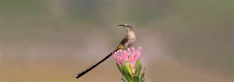 South Africa Birding Tours | Rockjumper Birding Tours