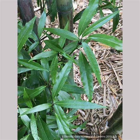 Aucuba japonica 'Serratifolia', Sawtoothed Japanese Aucuba – Dancing ...