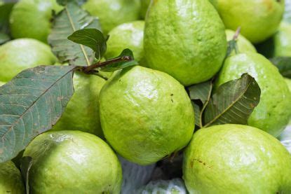 Why Is My Guava Tree Not Fruiting: How To Get Guava Trees To Fruit | Gardening Know How