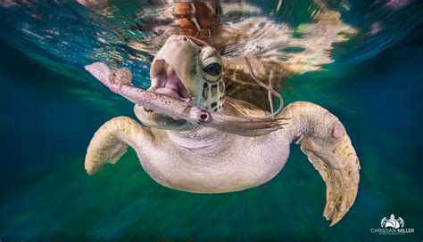 Wallpaper : nature, animals, depth of field, turtle, underwater, water, sea, Christian Miller ...