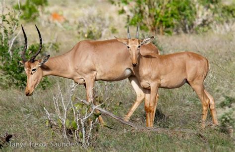 1000+ images about Hirola on Pinterest | Africa, Hunters and Animals