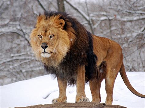 The Lion | Interesting Facts About King Of Jungle | Animals Lover