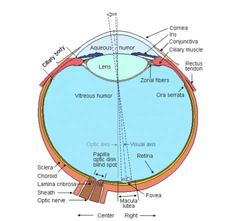 Macula Lutea Eye Model