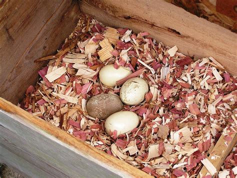 Eggs in nest box of critically endangered White-winged Wood Duck - Sylvan Heights Avian Breeding ...