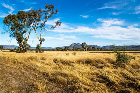 Grassland Landscape In The Bush With Grampians Mountains In The Background Victoria Australia ...