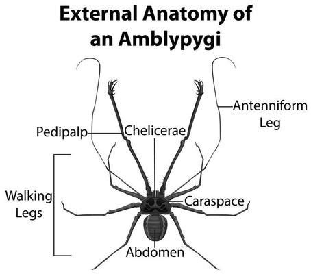 External Anatomy of a Millipede on white background 1520191 Vector Art at Vecteezy