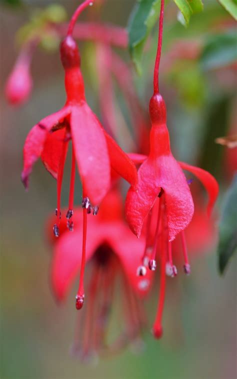 Fuchsia magellanica (Hardy Fushia, Magellan Fuschia) | North Carolina ...