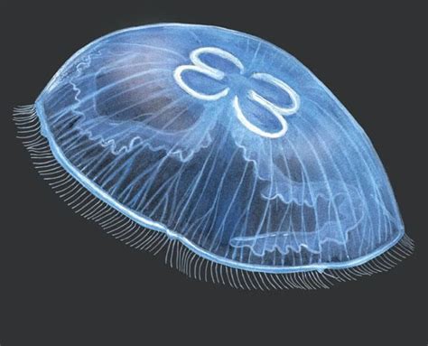 Scyphozoa - Alchetron, The Free Social Encyclopedia