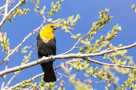 Birds In Arizona: 31 Species Straight Out Of Paradise