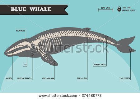 Anatomy Of A Blue Whale - Anatomical Charts & Posters