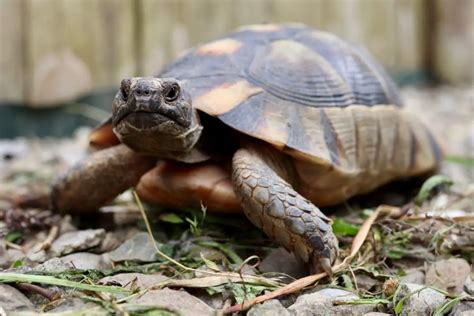 20 Different Tortoise Species