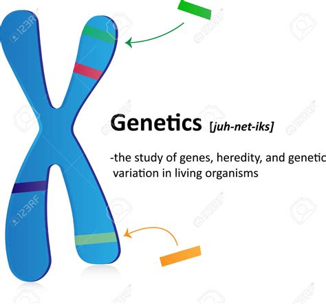 genetics definition - Clipground