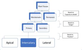 Intercalary meristem - Definition and Examples - Biology Online Dictionary