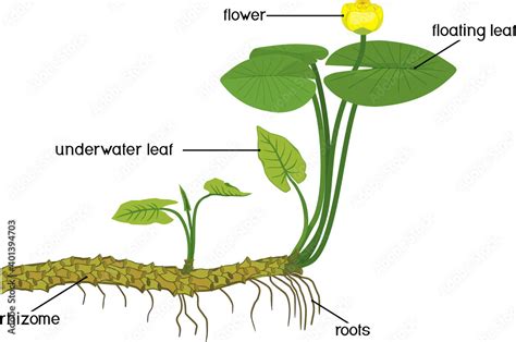 Vecteur Stock Parts of plant. Structure of Yellow water-lily (Nuphar ...