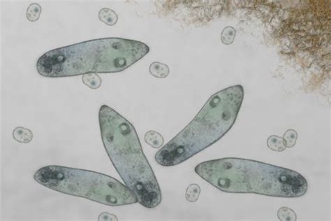 What Do Paramecium Eat? (How Do They Eat?) – Outlife Expert