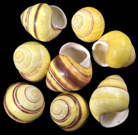 Exotic snail shells from around the world