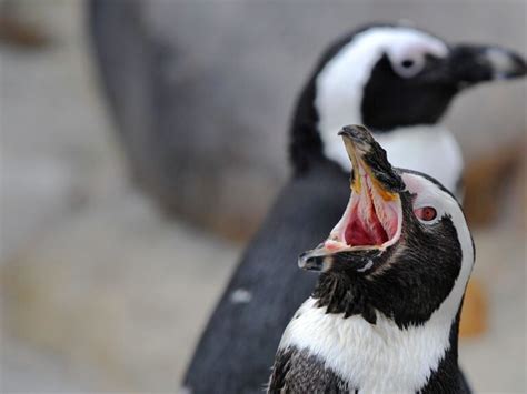 Adaptations of a Penguin - Behavioral, Structural & Physiological ...