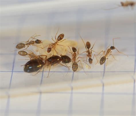 Camponotus Queen, Sugar Ant w/ Eggs Workers -Buy at Antastic