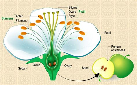 Anatomy of Flowering Plants Class 11 NCERT Notes - Leverage Edu