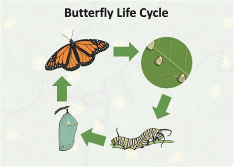 What is a Painted Lady Butterfly? Facts for Kids - Twinkl