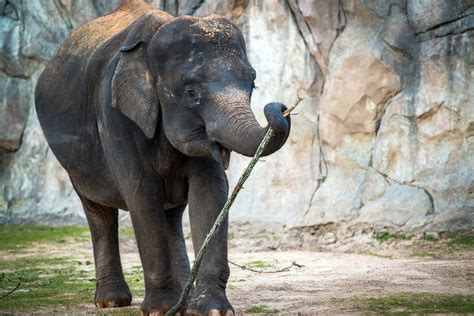 Houston Zoo preparing for baby elephant birth later this summer