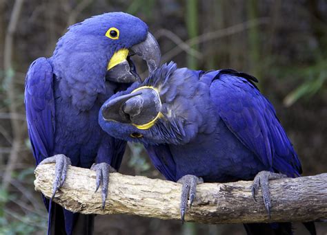 Blue Macaw Pair | Flickr - Photo Sharing!