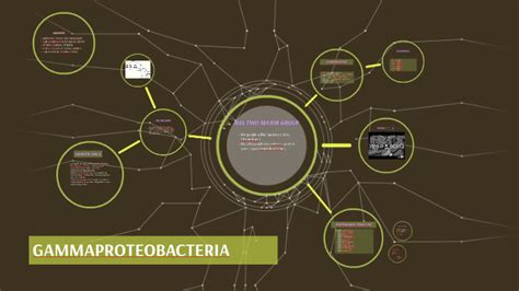 GAMMAPROTEOBACTERIA by Aisyah Lubis