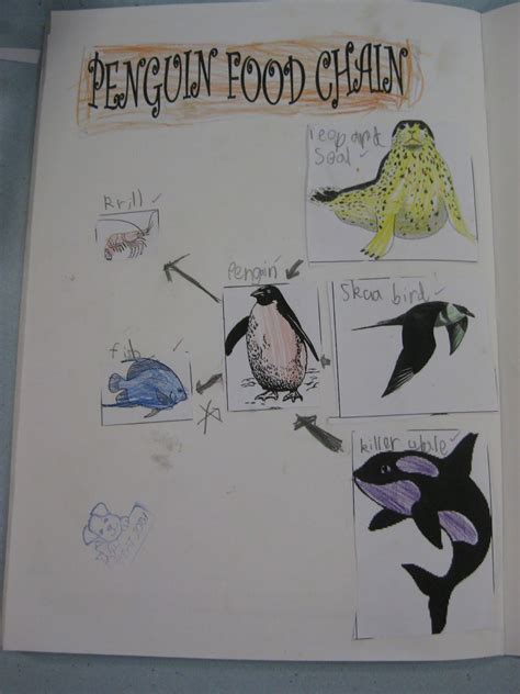 penguin food chain