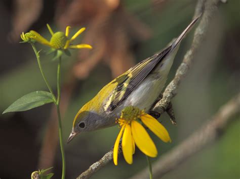 Chestnut-sided Warbler | Audubon Field Guide