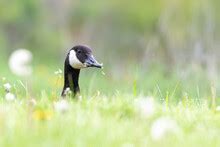 Three Feeding Canadian Geese Free Stock Photo - Public Domain Pictures