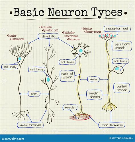 Basic types of neurons stock vector. Illustration of nerve - 57677445