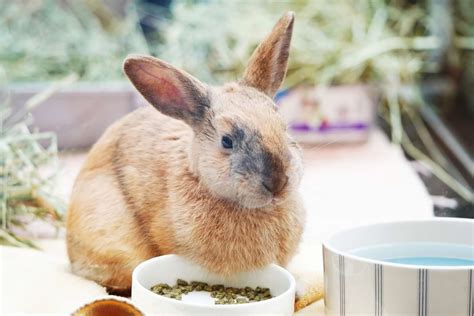 Best Rabbit Food: A Nutritional Overview of Different Brands